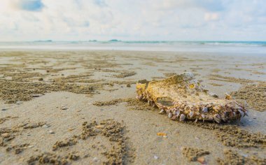 Sahildeki Yalnız Eski Ayakkabı .