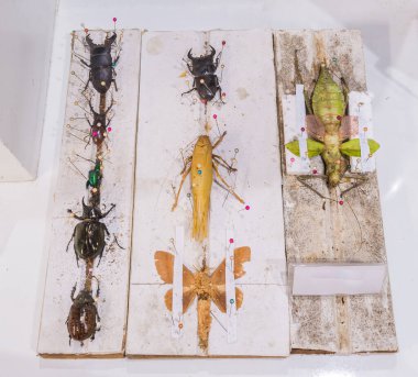 Kelebek yaban arıları ve iğneli böceklerin koleksiyonu .