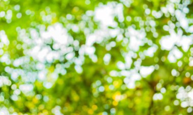 Ağaç yeşili arkaplanının soyut Bokeh 'inin bulanık resmi .