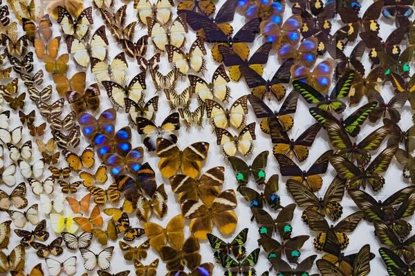 Εικόνα Της Συλλογής Της Πεταλούδας Καρφίτσα — Φωτογραφία Αρχείου