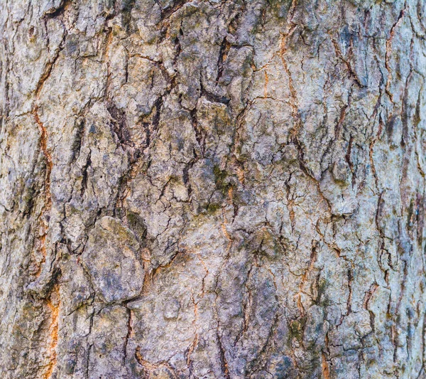 Modello Albero Naturale Primo Piano — Foto Stock