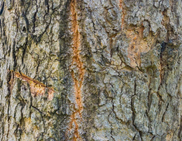 Modello Albero Naturale Primo Piano — Foto Stock