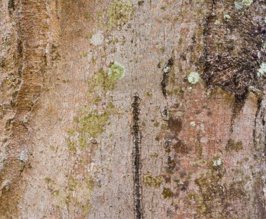 Doğal ağaç deseni, yakın plan.