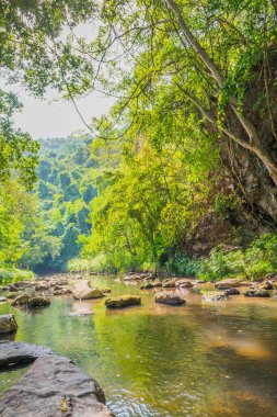 Arkaplan için gündüz vakti nehir ve ormanın görüntüsü .