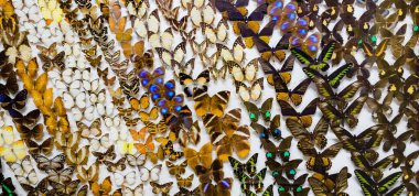 İğneli kelebek koleksiyonunun görüntüsü .