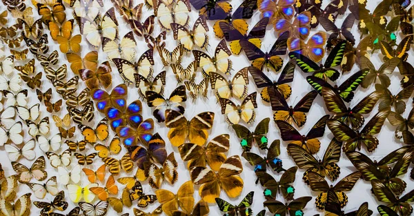 Bild Der Sammlung Von Schmetterling Mit Anstecknadel — Stockfoto