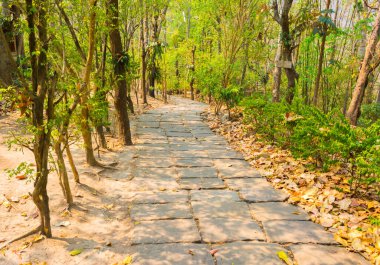 Arkaplan kullanımı için yeşil bahçede yürüme resmi .