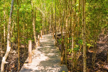 Mangrove ormanına giden tahta köprü görüntüsü. .