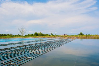 Canlı yumuşak kabuklu yengeç çiftliği görüntüsü