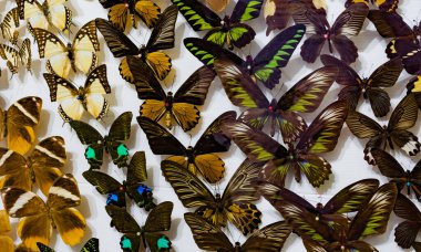 İğneli kelebek koleksiyonunun görüntüsü .