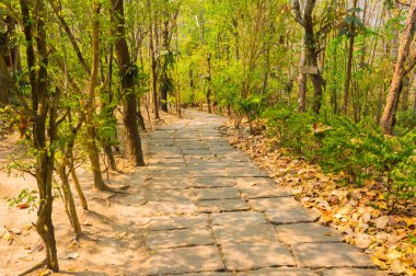 Arkaplan kullanımı için yeşil bahçede yürüme resmi .