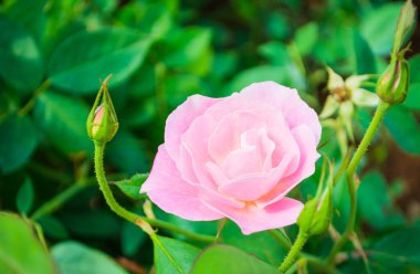 Bahçedeki Pembe Gül 'ün gündüz görüntüsü .