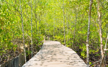 Tahta köprünün gündüz vakti, Tayland 'daki mangrov ormanına olan görüntüsü .