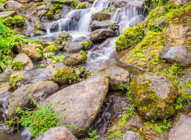 Şelale günü, arka plan için kayanın üzerindeki yosunların uzun pozu..