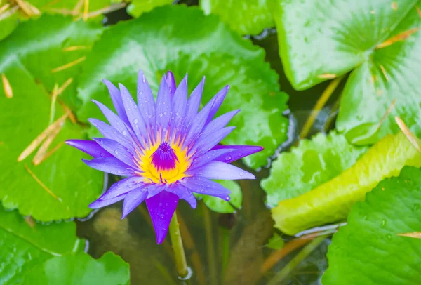 Image Beautiful Purple Lotus Flower Water Surface — Stock Photo, Image