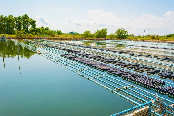 Imagen Una Cesta Flotante Para Mantener Vivo Cangrejo Cáscara Suave —  Fotos de Stock