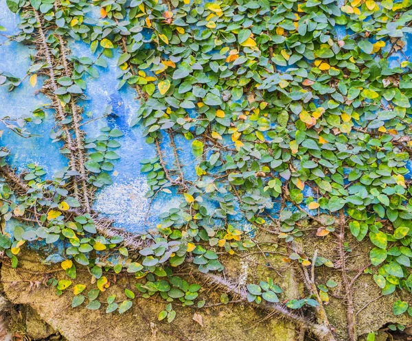 Зображення Листяної Стіни Фонового Використання — стокове фото