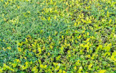 Arkaplan kullanımı için yeşil yaprak duvarının resmi.