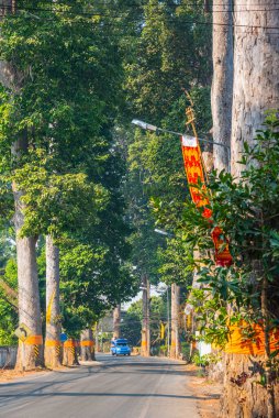 Sarapee İlçesi 'nin ana caddesinde bir sıra kauçuk ağacı var..