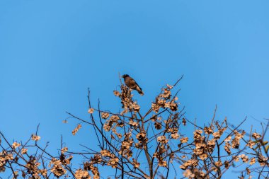 Gökyüzü açık ağaçta oturan Myna kuşunun silüeti