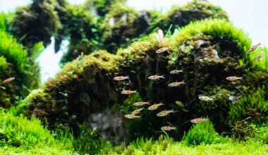 bitki (hemianthus callitrichoides cuba) ve cüce rasbora balığı ile toprak substrat üzerinde ejderha taşı düzenlemesi ile yapılmış su bitkisi tankı.