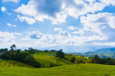 Tayland 'ın Chiang Mai bölgesindeki Baan Pa Bong Pieng köyünde gökyüzü ve dağ manzaralı teraslı altın pirinç tarlasında güneşli bir gün..