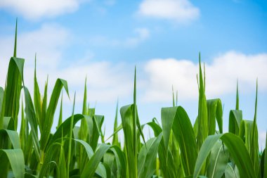 Yeşil mısır çiçeğinin görüntüsünü kapatma zamanı.