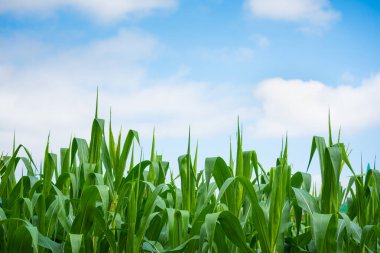 Yeşil mısır çiçeğinin görüntüsünü kapatma zamanı.