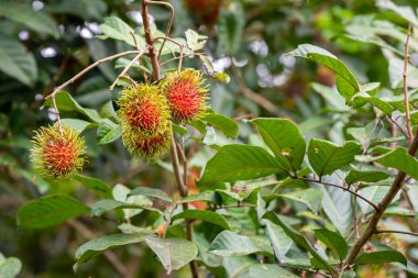 Ağaçta asılı kırmızı olgun meyveli Rambutant çiftliği resmi.