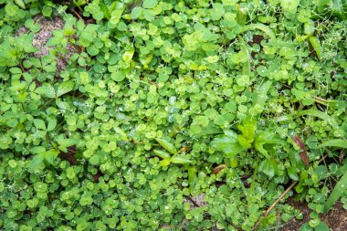 Çimen alanının görüntüsü ve gündüz vakti ot çeşitliliği