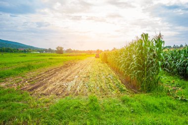 Hasattan sonra tarlaya mısır düştü..