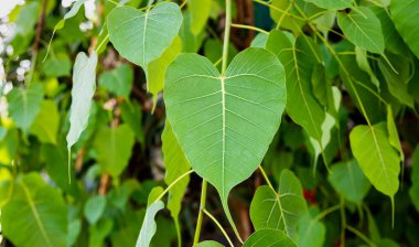 Bodhi Ağacı 'nın genç yaprağının görüntüsü.