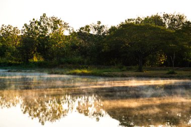 Sabah vakti gölün ve ağacın sudaki sisli görüntüsü
