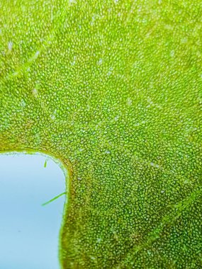 Soyut bulanıklık, mikroskop altında yeşil su bitkisinin yakın çekim görüntüleri. (dikey)