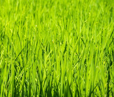 pirinç tarlasının gündüz resmini kapat.