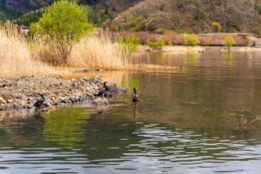 Japon karabatak grubu Japonya 'daki Kawaguchiko gölünün kıyısında duruyor.