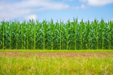 Mısır tarlası görüntüsü ve bulutlu mavi gökyüzü zamanı.