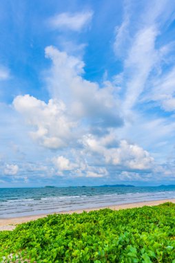 Deniz ve mavi gökyüzü Yeşil keçi ayağı sarmaşığıyla .