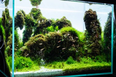 bitki (hemianthus callitrichoides cuba) ve cüce rasbora balığı ile toprak substrat üzerinde ejderha taşı düzenlemesi ile yapılmış su bitkisi tankı.