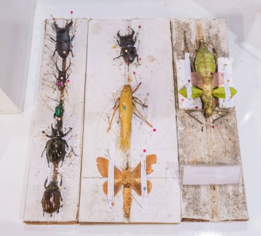 Kelebek yaban arıları ve iğneli böceklerin koleksiyonu .