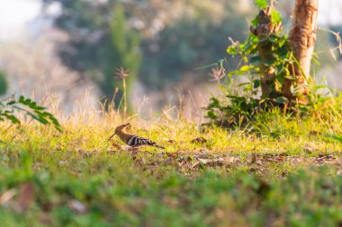 Upupa (Uppala epops) kuşu, sabah sıcacık güneş ışığıyla çayırlarda yemek için yürür..