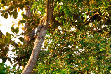 Sincap görüntüsü gün boyunca dallara yapışıyor..