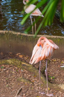 Pembe flamingo görüntüsü yerde duruyor. (dikey)