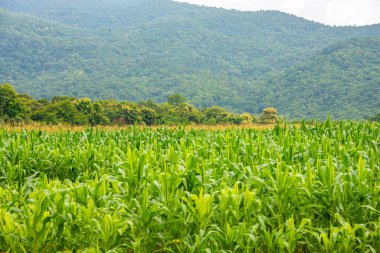 Mısır tarlası görüntüsü ve arka planda dağ.