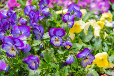 Japonya 'da sokak kenarındaki Nancy çiçek tarhı..
