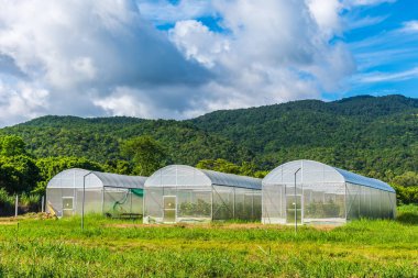 Yeşil dağ yakınlarındaki akıllı çiftlik çiftliğinde beyaz böcek koruma çadırı görüntüsü.