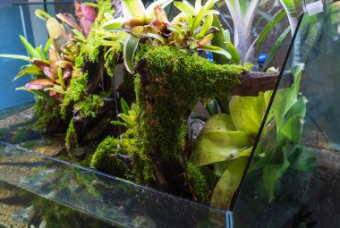 Teraryum tarzı, içinde toprak ve dekorasyon Bromeliad bitkileri bulunan cam kabın içinde kaya ve sürüklenen ağaç dallarıyla küçük bir bahçe..