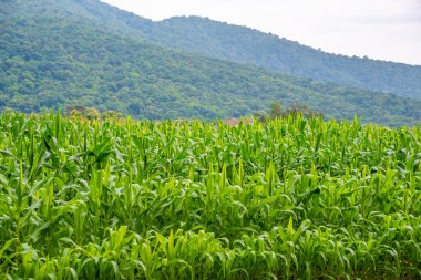 Mısır tarlası görüntüsü ve arka planda dağ.