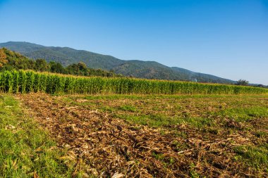 Mısır tarlası görüntüsü ve arka planda dağ.