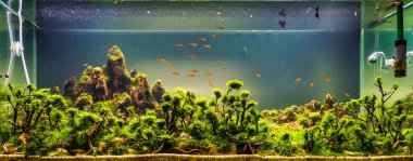 close up image of underwater landscape nature style aquarium tank with a variety of aquatic plants inside. clipart